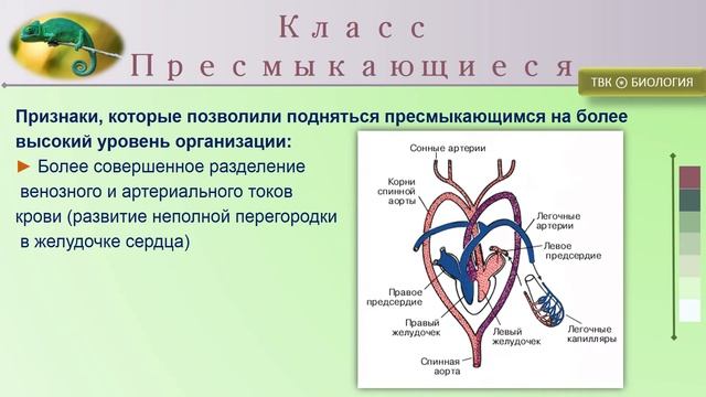 Подтип Позвоночные