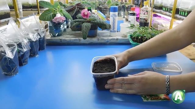 В ладу с природой - 424 - Полезные свойства кориандра и майорана, кошки мейн-кун смотреть онлайн