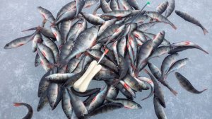 Кавголовское озеро, окунь на блесну