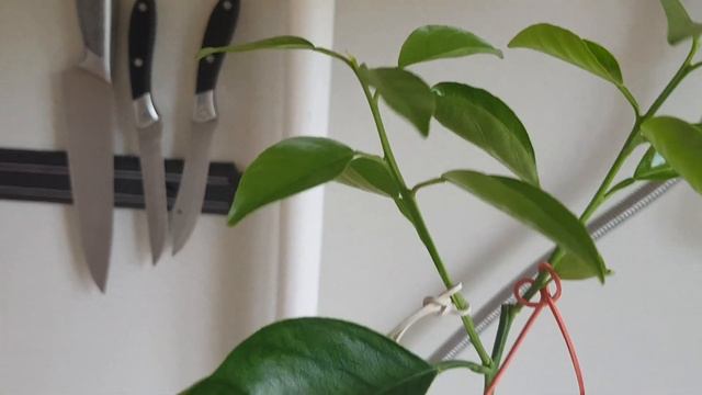 Как формировать, мандарин, простой способ. смотреть онлайн