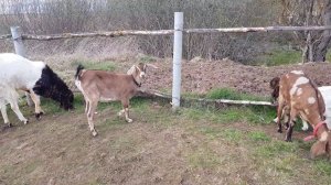 НОВАЯ КОЗА И СЕНО PATERI GOATS