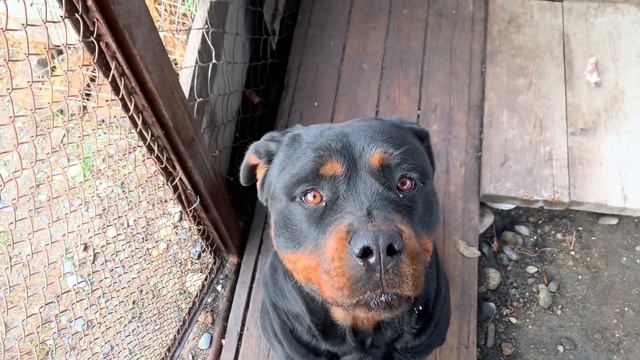 Какие кости можно давать собаке. Ротвейлер Гера. Rottweiler dog. смотреть онлайн