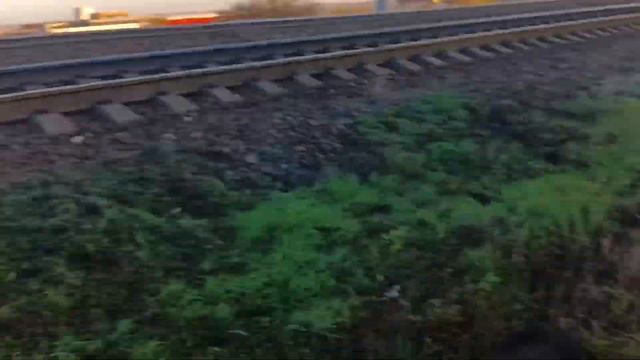 Боссик и серый