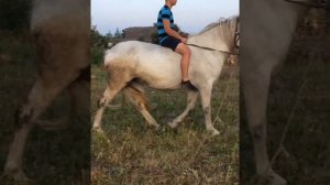 Владимирский тяжеловоз,верховая  езда лёгкая обкатка лошади !!!