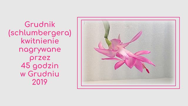 Grudnik - timelapse смотреть онлайн