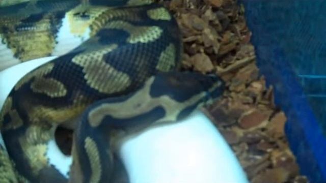 Piebald Royal Python (Python regius)
