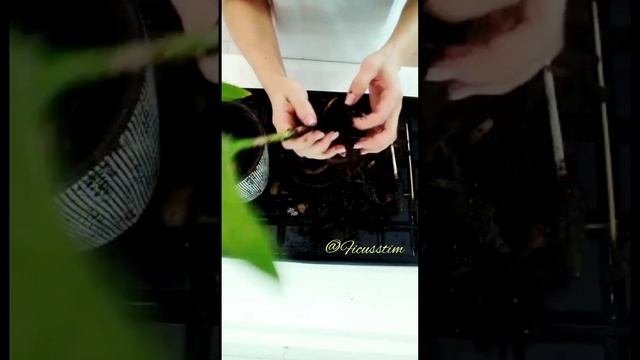Стрелиция Пересадка