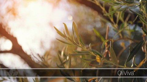 OliViva