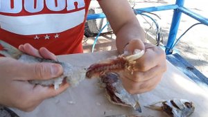 Весенняя Тарашка (Густера) из Астрахани