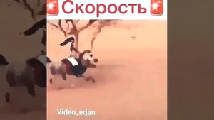 Скорость лошадь арабских