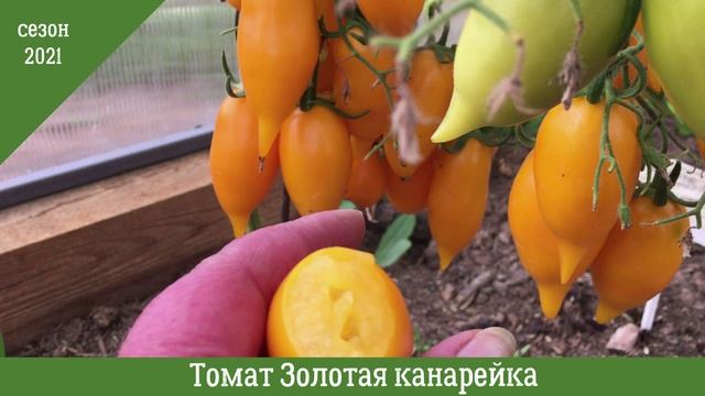 Бесподобный вкус! Томат Золотая Канарейка. Урожай 2021 года