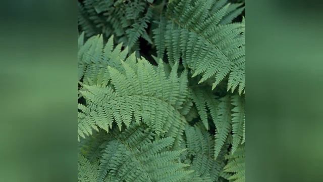 ДЕННШТЕДТИЯ (DENNSTAEDTIA) сем. Деннштедциевые смотреть онлайн