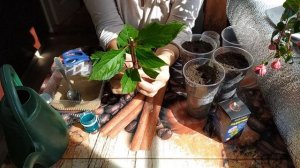 Черенкую  метельчатую  гортензию осенью с РАДИГРИНОМ!