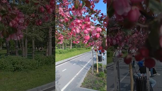 Михайловская набережная в Новосибирске. Достопримечательности Новосибирска