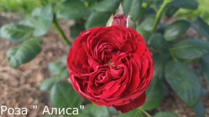 Розы Усынина. Как развиваются.