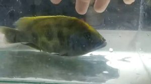 Нимбохромис венустус "золотой леопард" (Nimbochromis Venustus)