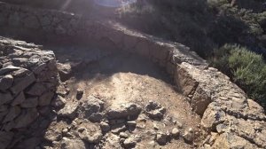 Актуально ли разведение перепелов в следующим году?