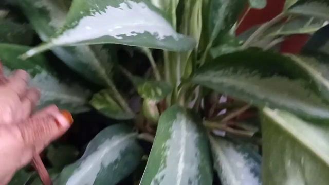 Chinese Aglonema plant care # best indoor or outdoor plants..