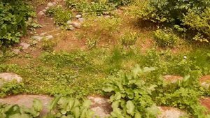 Ботанический сад на Соловках