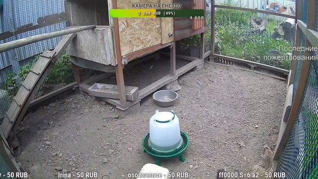Курятник. Жизнь в курятнике. Можно покормить онлайн. Chicken coop stream. Online feed смотреть онлайн
