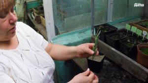 Черенкование лаванды