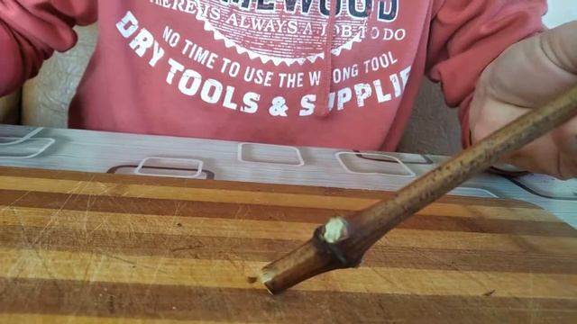 Розмноження винограду з чубуків | Навесні. смотреть онлайн