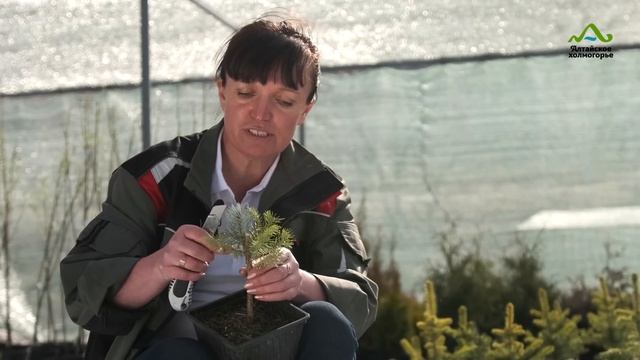 ГОЛУБАЯ ЕЛЬ РАЗМНОЖЕНИЕ ЧЕРЕНКАМИ | ЕЛЬ ИЗ ВЕТКИ | ГОЛУБАЯ ЕЛЬ ХУПСИ ОТ ЧЕРЕНКА ДО САЖЕНЦА смотреть онлайн