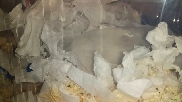 Милый Сирийский Хомячок по имени Заяц