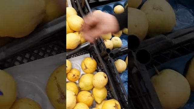 Мега Ашанда Мевалар дустлар смотреть онлайн