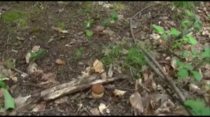 Собираем белые грибы в Крыму 2015