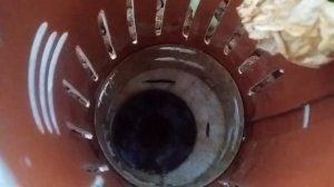 Аквапоника клариевый африканский сом, переодическая система подтопления типа сифон