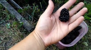 Летняя обрезка ежевики Вождь Джозеф, советы и предостережения