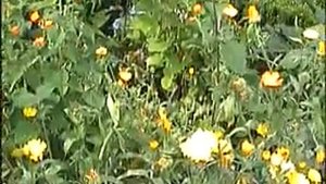 Tropisch Vordenstein  37 - Clematis Cassandra