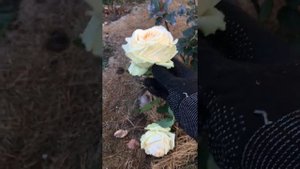 Роза карамель Антик