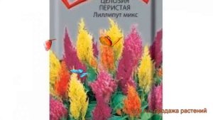 Целозия перистая Лиллипут микс (lilliput miks) ? обзор: как сажать, семена целозии Лиллипут микс