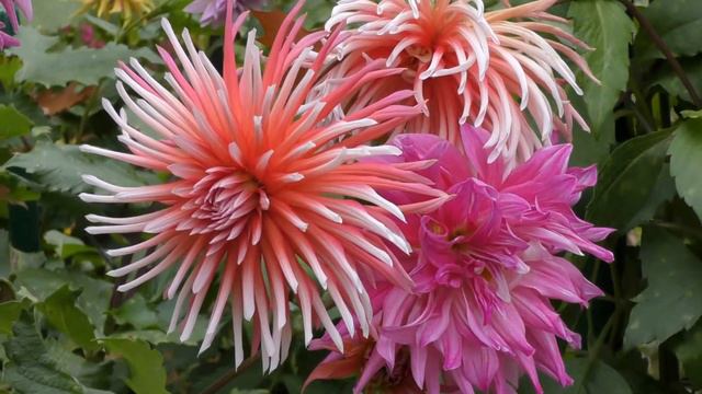 DALIE смотреть онлайн