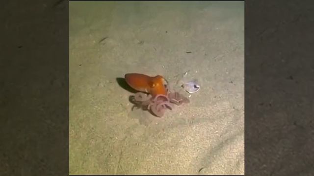 Как маскируются морские существа