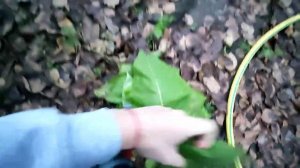 21/11/2021. Опрыскивание персиков Champion PS 257 | Уборка табака.