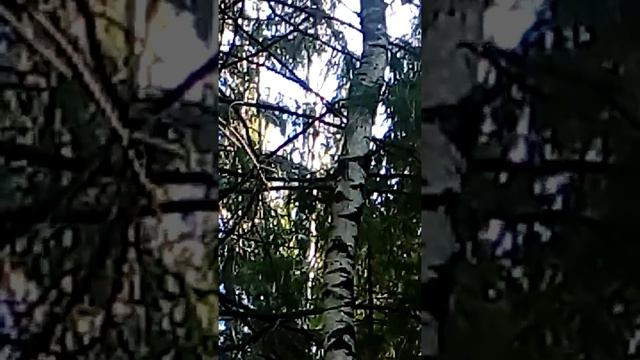 Голос самца рябчик!!!! Рябчик весной!!! Рябчик на манок!!!!