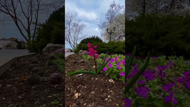Расцветающий Севастополь сегодня, 25 марта.