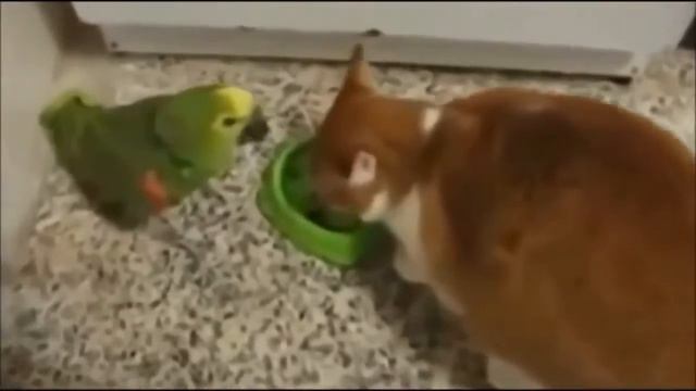 Смешные животные октябрь 2014 смотреть онлайн