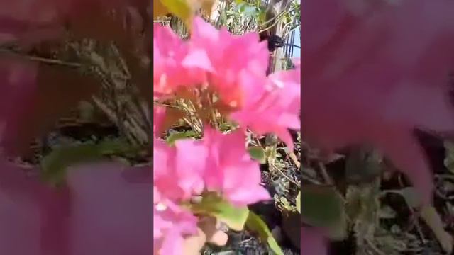 Mini Vlog 🔸 The beauty of Pink Bougainvillea @KentBH8