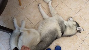 DOGVLOG #3: ХАСКИ ГРОМ В КВАРТИРЕ