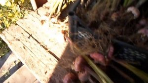 На даче 15 октября.Сажаю чеснок и лук.Перекопка участков с горчицей.