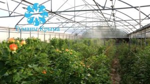 Системы туманообразования в тепличном хозяйстве