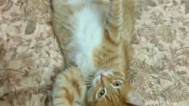 Коты моменты жизни в фото смотреть онлайн