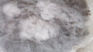 Бегония Версальская Ампельная из семян