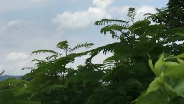 Peltophorum pterocarpum  盾柱木 смотреть онлайн