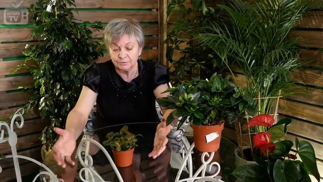 Пересадка цветов. Когда нужно пересаживать комнатные цветы - полезные советы. смотреть онлайн