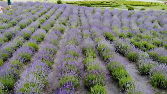 ВЛОГ : ЛАВАНДОВЫЕ ПОЛЯ под Киевом | Красивые Места для Фотосессии смотреть онлайн